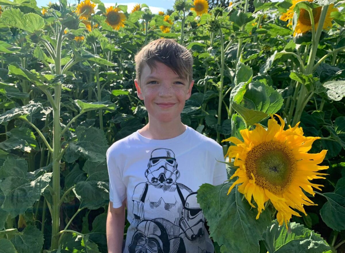 Lakeland Maze Farm Park - Sunflower activity