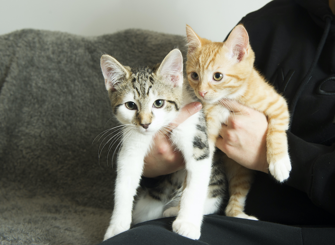 Kittens Chester (ginger) and Charlie playing at their home, Dunmanil Drive - Photo by JENNY WOOLGAR PHOTOGRAPHY