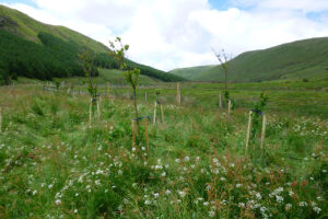 Young trees at High Borrowdale