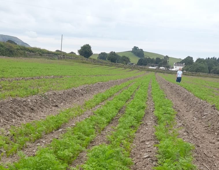 Vista Veg - field of carrots 