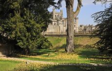 Lowther Castle and 10,000 daffs