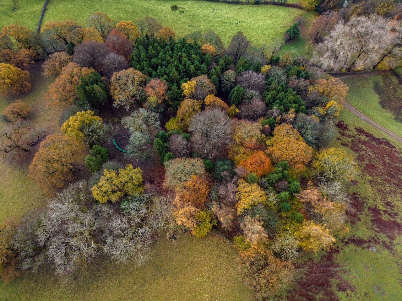 Thistly Woods