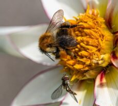 Bee pollinating a flower