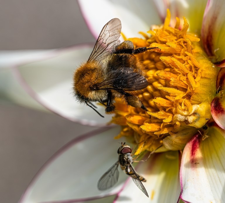 Bee pollinating a flower