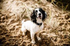 Preparation is key if you are planning a pet-friendly holiday in the UK