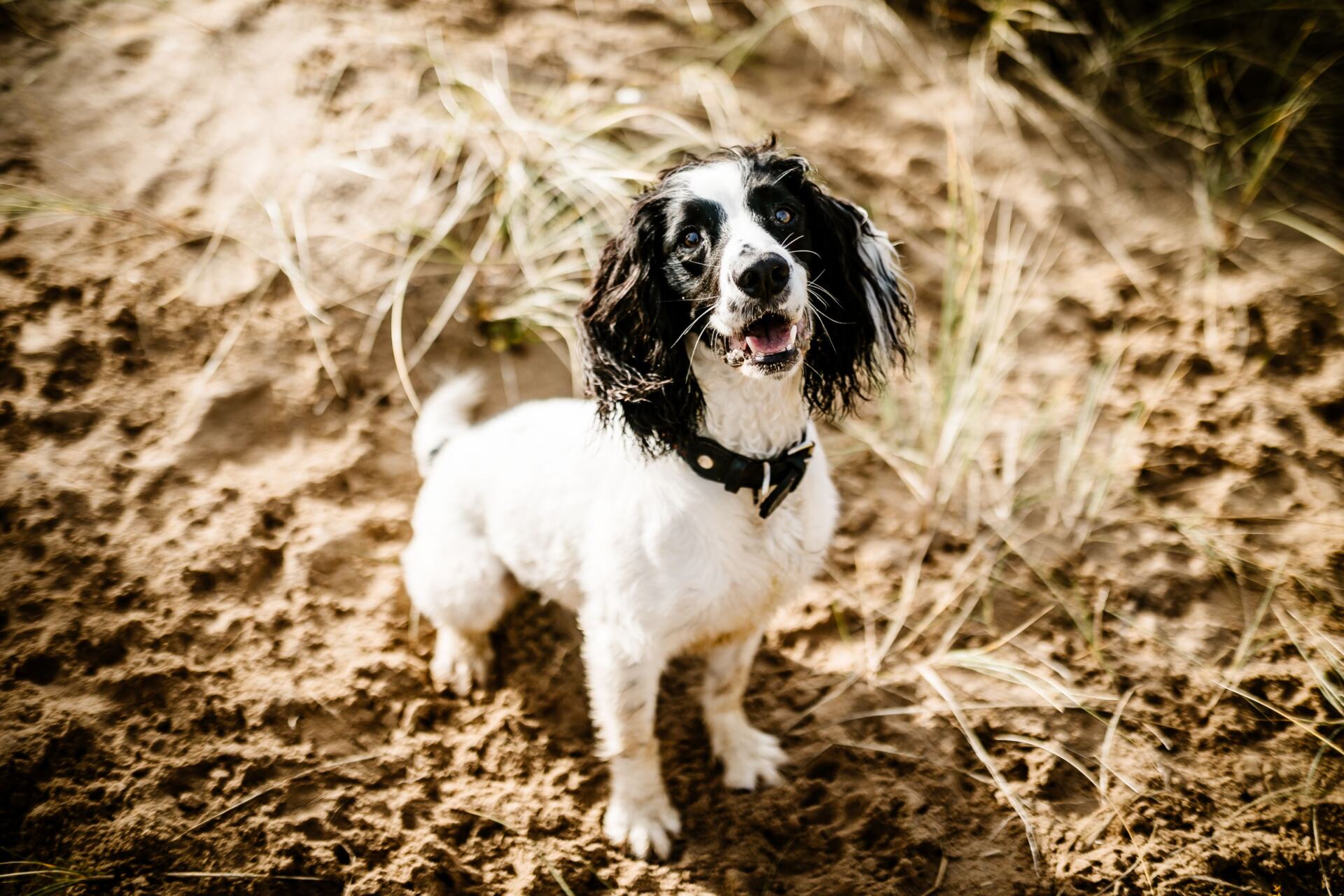 Preparation is key if you are planning a pet-friendly holiday in the UK