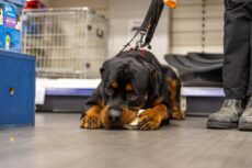 Being prepared for Bonfire Night can help reduce the impact of loud bangs and bright flashes from fireworks on pets