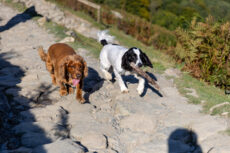 A new year health check for your pet can help prevent long-term issues in the future